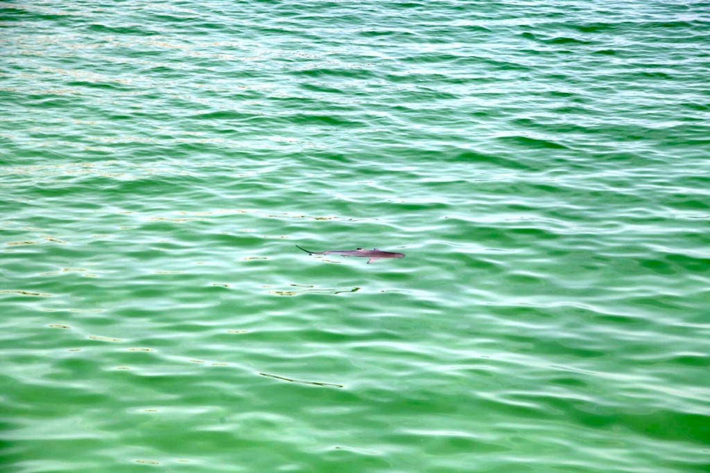 Peaceful black tip shark