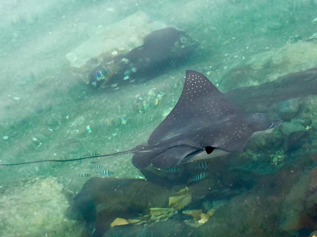 Spotted Eagle Ray