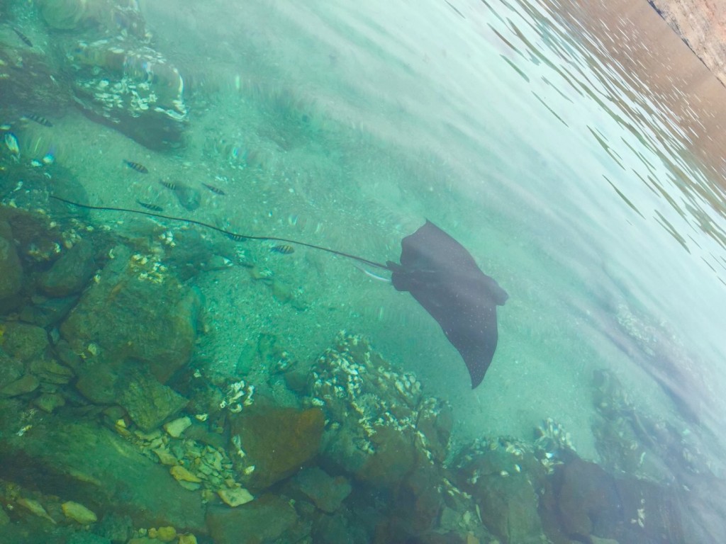 Spotted Eagle Ray