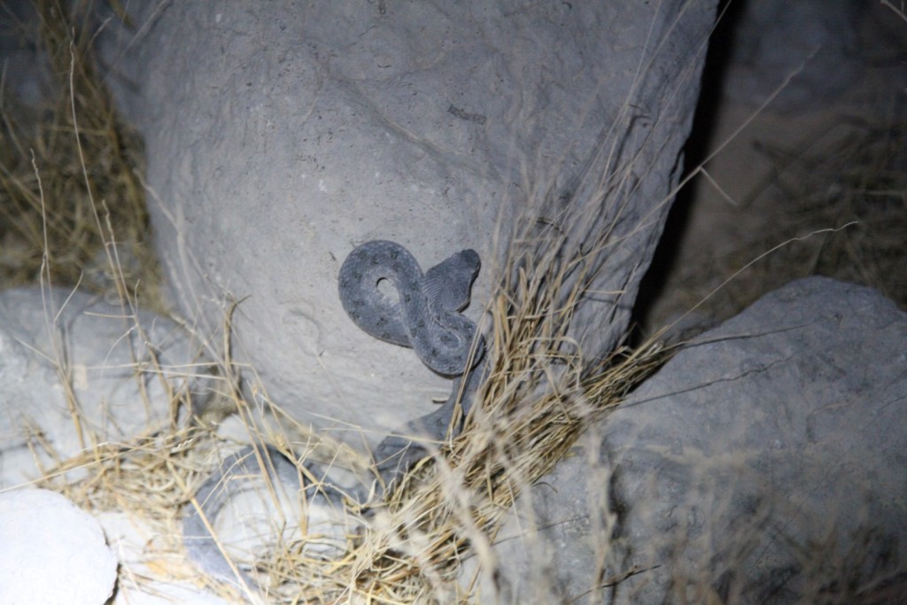 Viper spotted during a night hike. Watch out from what's underneath the rocks. Please do NOT kill them