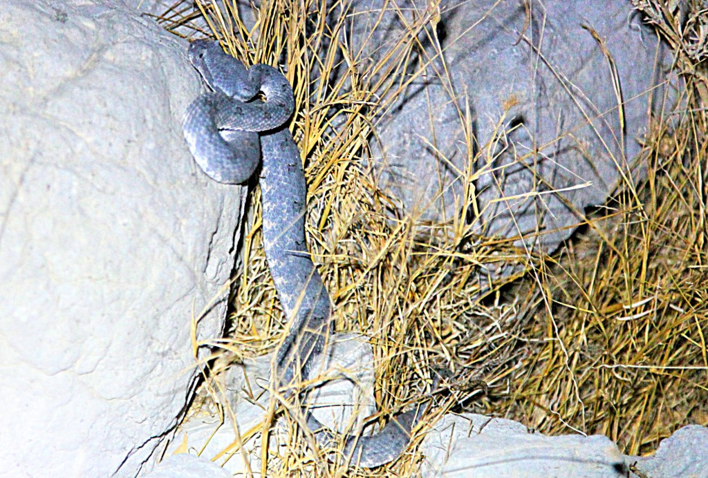 Viper Snake - picture taken in Khasab few weeks before the bite.