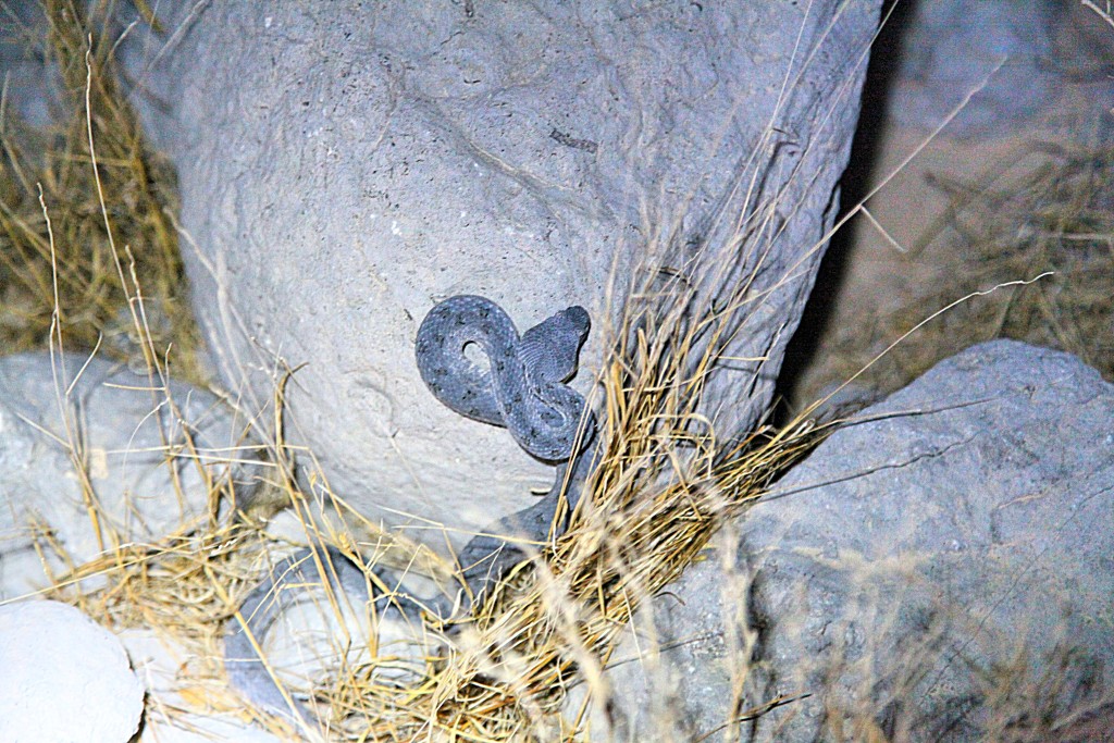 Viper snake - picture taken in Khasab few weeks before the bite.
