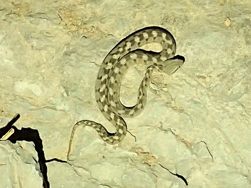 Echis carinatus sochureki (Saw scaled viper). picture taken in Khasab the previous weekend